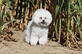 BICHON FRISE 051